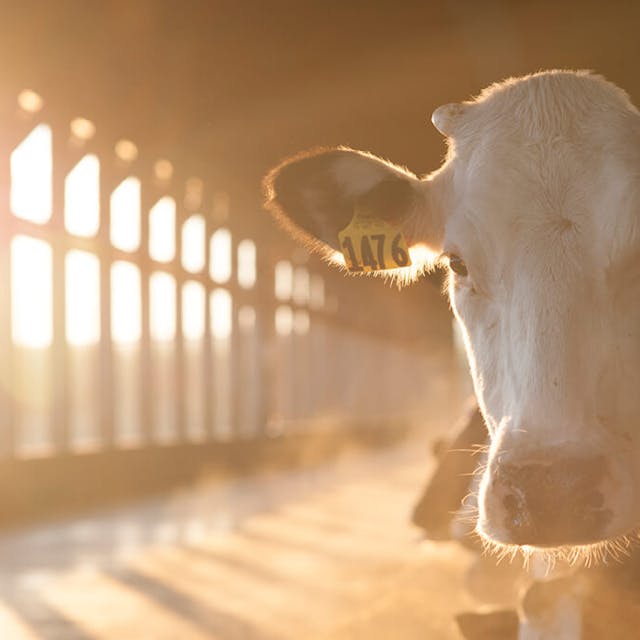 Land O Lakes Cow In Barn